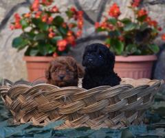 Той пудел (Toy poodle)