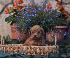 Той пудел (Toy poodle)