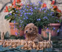 Той пудел (Toy poodle)