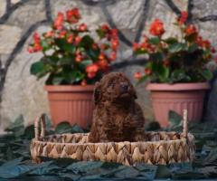 Той пудел (Toy poodle)