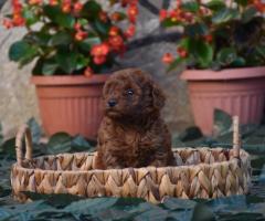 Той пудел (Toy poodle)