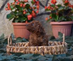 Той пудел (Toy poodle)