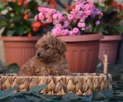 Той пудел (Toy poodle)