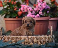 Той пудел (Toy poodle)