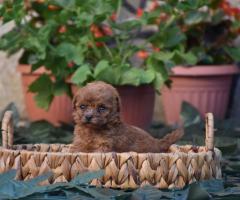 Той пудел (Toy poodle)