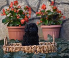 Той пудел (Toy poodle)