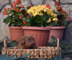 Той пудел (Toy poodle)