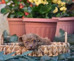 Той пудел (Toy poodle)