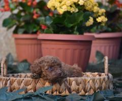 Той пудел (Toy poodle)