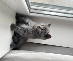 Чистокръвни британчета