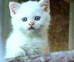 Британски късокосмести котенца за продажба
