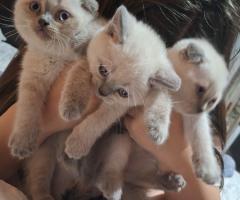 Британски и шотландски калърпойт сладури