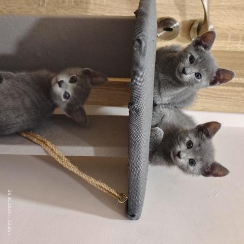 Руска синя котка - породиста