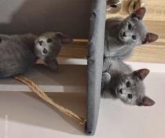 Руска синя котка - породиста