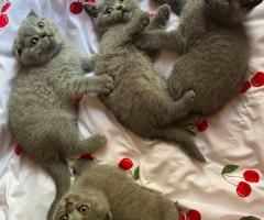 Британчета на 2, 5 месеца